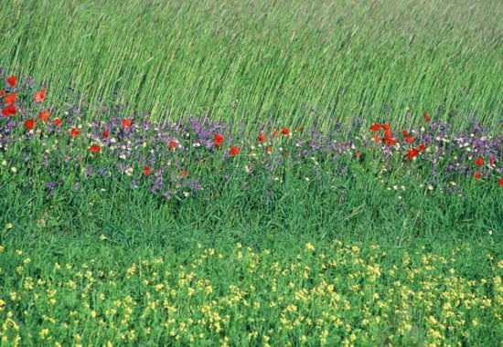 2001castelluccio5272jpg 35290450944 o