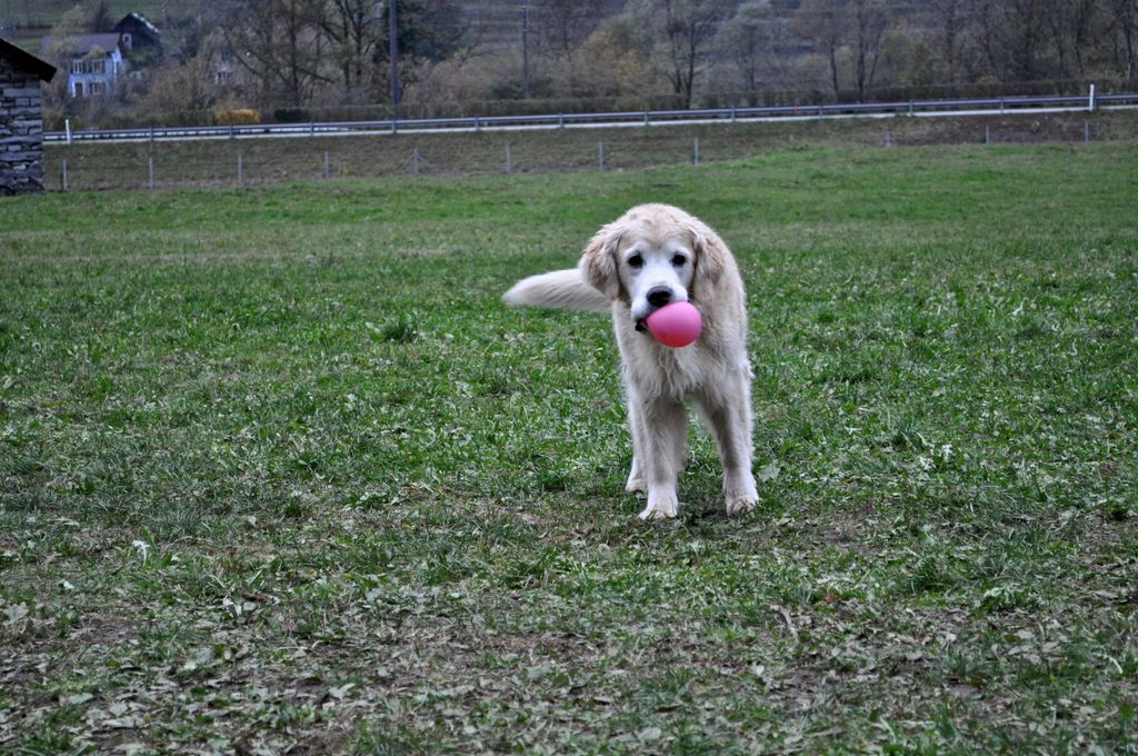 2001festaaleggia5377jpg 35739823660 o