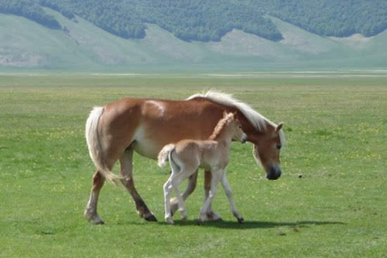 2005castelluccio4258jpg 35963329112 o