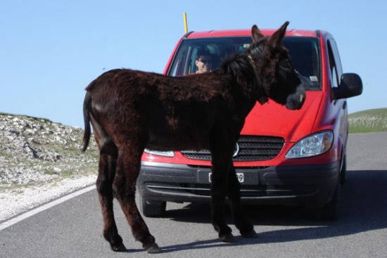 2005castelluccio4294jpg 36092838156 o