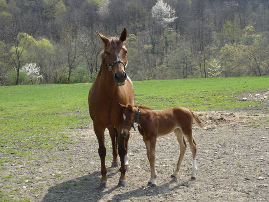 2007sabatodipasquaamornera3716jpg 35993366402 o