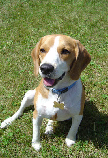 2007voliasanbernardino3455jpg 36161232835 o