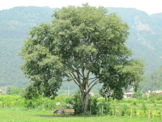 2010bassano1736jpg 36119090966 o