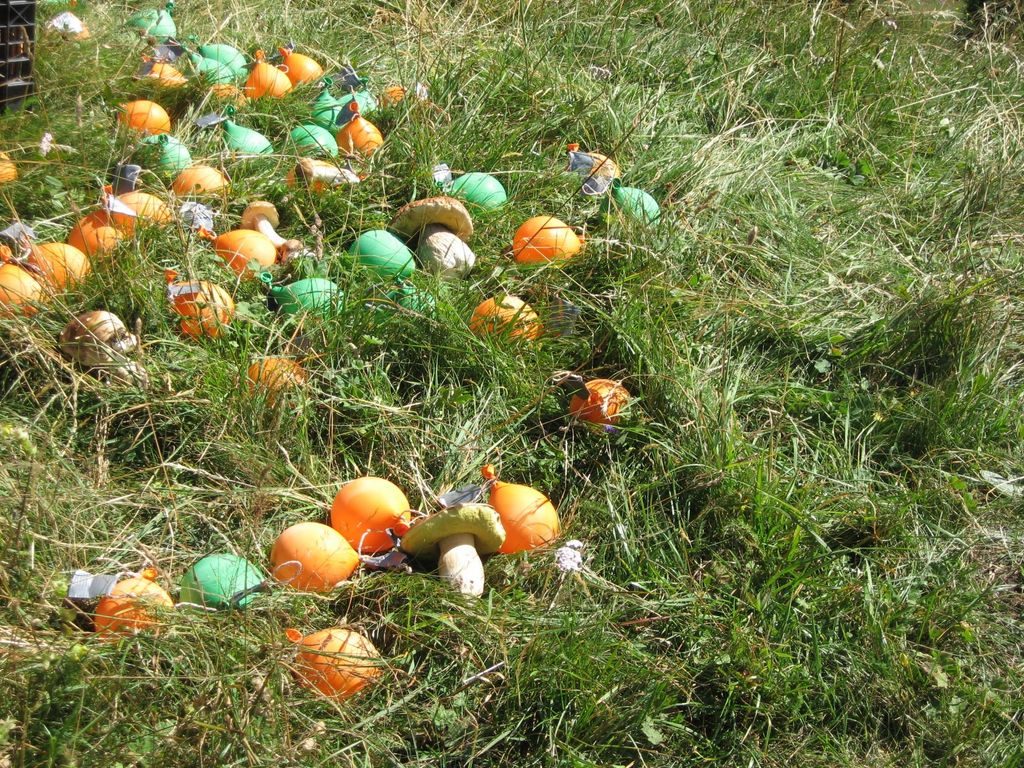 2010sanbernardinoestate1629jpg 36159601835 o