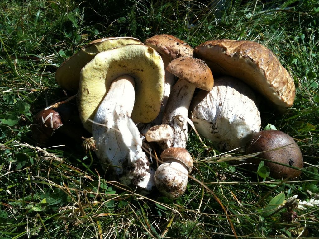 2010sanbernardinoestate1639jpg 35352109853 o