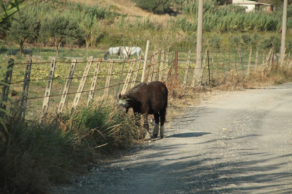 2014sicilia6131jpg 35990317922 o