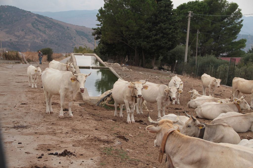 2014sicilia6147jpg 36158696475 o