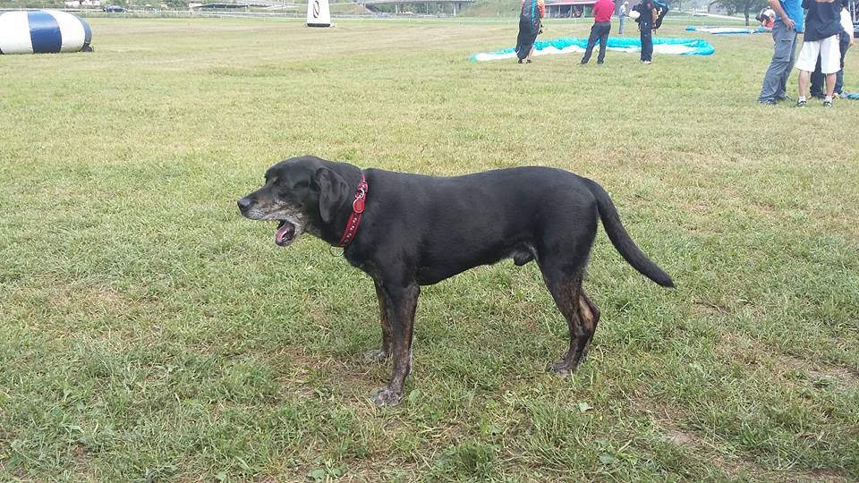 2016testivalleggiametteleali7327jpg 36023457911