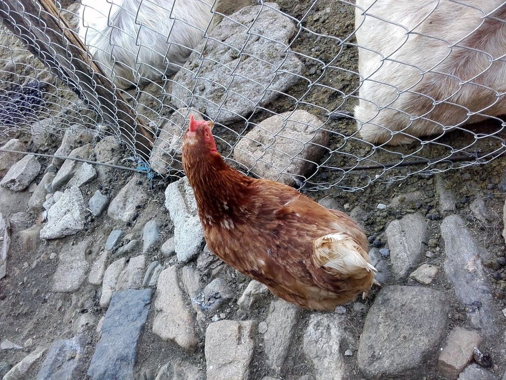 2016traversatadellago7295jpg 35349825563 o