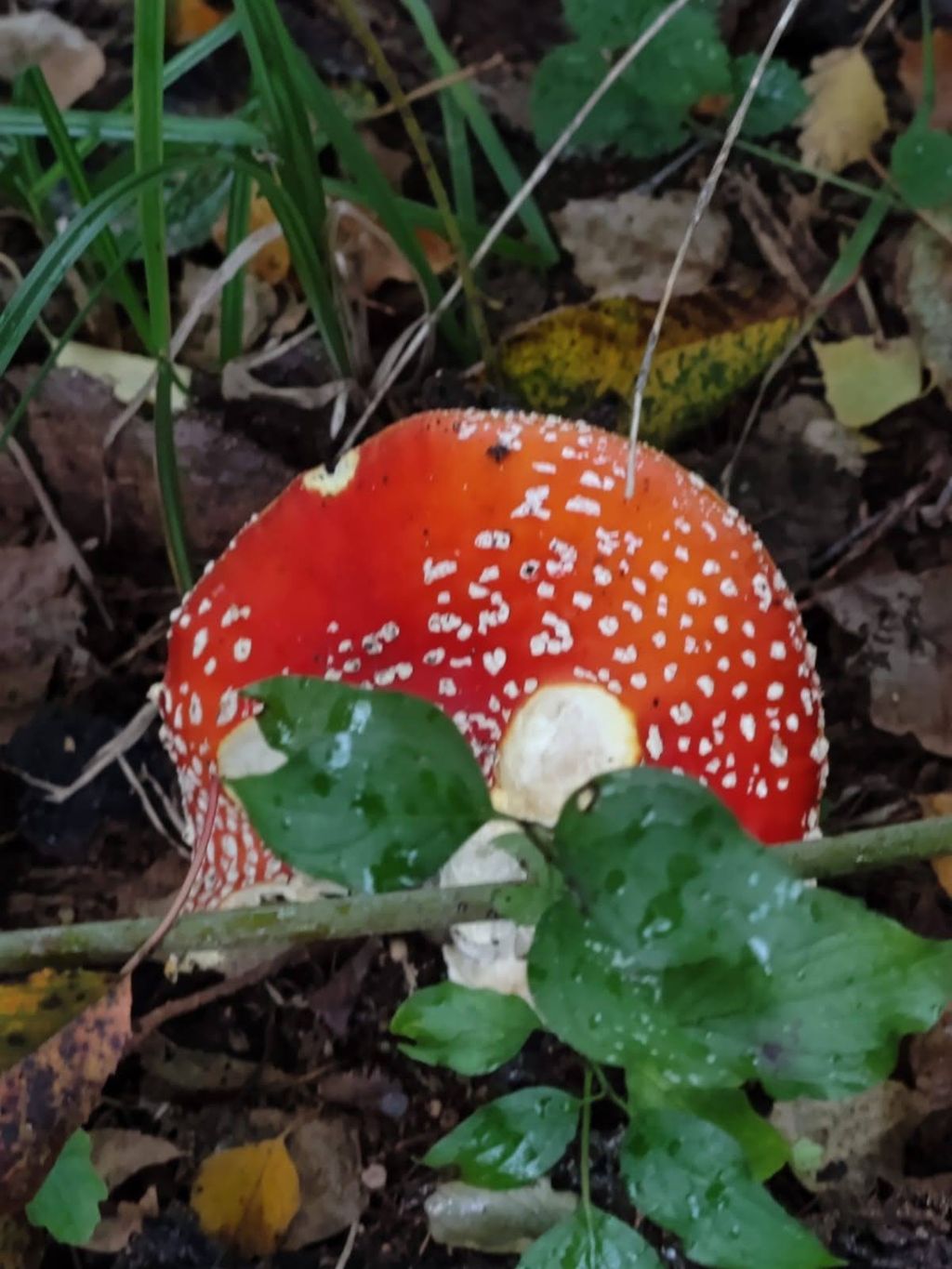 cvlt heidiland 2022 (16)